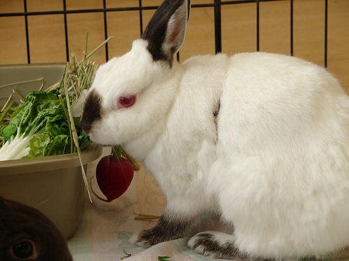 兔子吃白瓜好吗,兔子食用白瓜的适宜性与营养分析