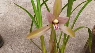 惜花花全集吃瓜,宫廷秘史中的宫廷八卦与权谋风云