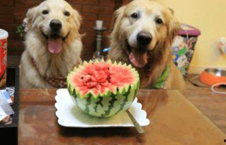 狗可以吃切瓜吗怎么吃,如何安全美味地喂食切瓜