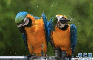 河里吃瓜动物图片,揭秘河里吃瓜动物的趣味生活