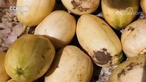 张嘎嘎吃瓜,揭秘娱乐圈幕后真相