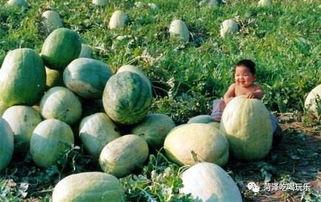 山东村干部吃瓜