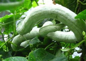 给婆婆吃蛇瓜,为婆婆精心烹饪蛇瓜美食