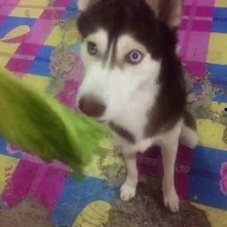 哈士奇吃小瓜头像,小瓜头像下的欢乐时光