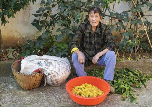 满城县吃瓜,一场别开生面的“吃瓜”盛宴