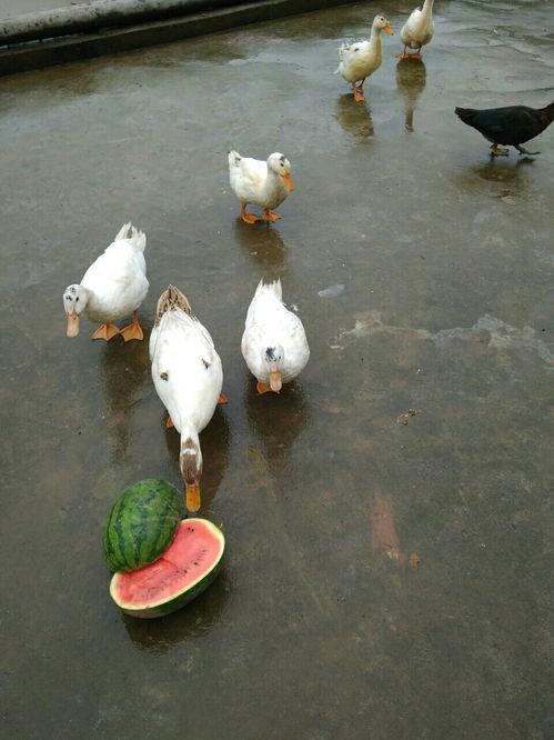 德云吃瓜鸭,揭秘相声界的幕后故事与趣味瞬间