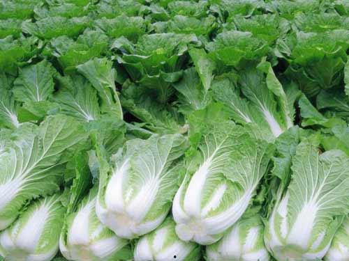 小瓜怎么吃白菜好吃