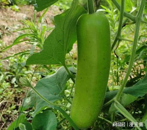 吃瓜唯美可爱头像,唯美可爱吃瓜头像背后的故事