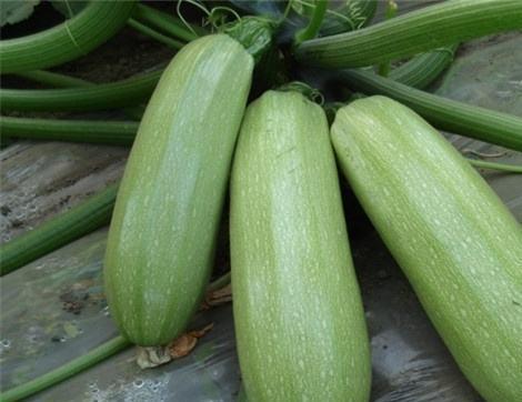 吃鲜瓜好处,揭秘吃鲜瓜的五大益处