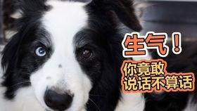 狗狗房顶吃瓜,共享夏日清凉时光