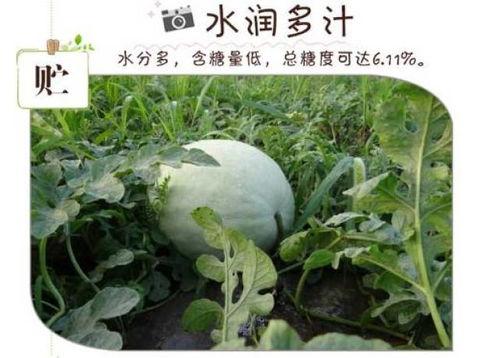 吃白瓜感觉像感冒