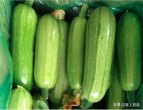 兔子吃西葫芦瓜吗,探索兔子是否可以吃西葫芦瓜