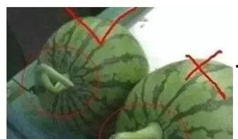 勺子吃瓜技巧视频,视频教学让你秒变吃瓜达人