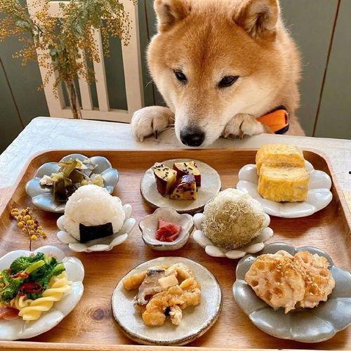 网红狗子吃瓜,萌态十足引网友热议