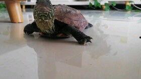 乌龟吃瓜叶吗,探究它们是否吃瓜叶