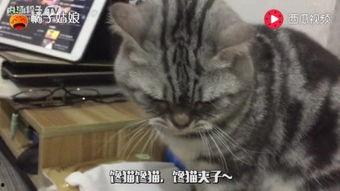 小野生猫吃瓜,小野生猫的瓜田奇遇记