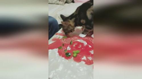 画猫带你吃瓜,趣味横生的猫咪美食之旅