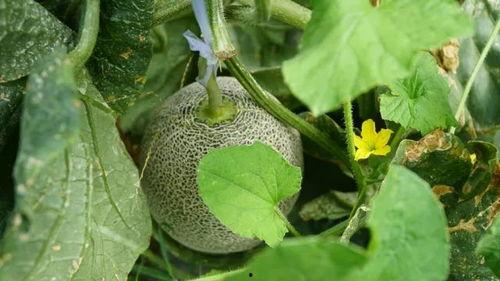 带你吃瓜竹子怪兽,揭秘神秘生物背后的故事